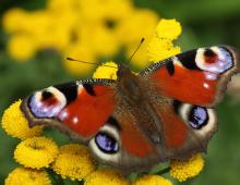 Fluture galben într-un vis.  De ce visezi fluturi?  De ce visezi molii de diferite culori?