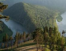 크라스노야르스크 영토의 동물 주제에 관한 우리 주변 세계에 대한 강의 발표