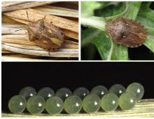 Zararlı kaplumbağa böceği neye zarar verir ve bununla nasıl başa çıkılır?