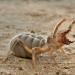 Phalanx spider (salpuga): an arthropod that tears apart its victims