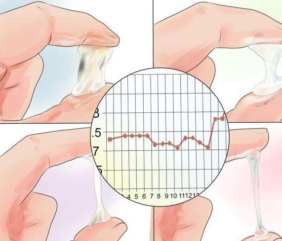 Лишение девственницы во время овуляции симптомы. Признаки овуляции у женщины.